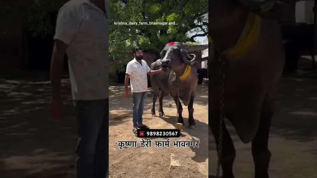 WhatsApp Video 2026 08 04 at 11 26 09